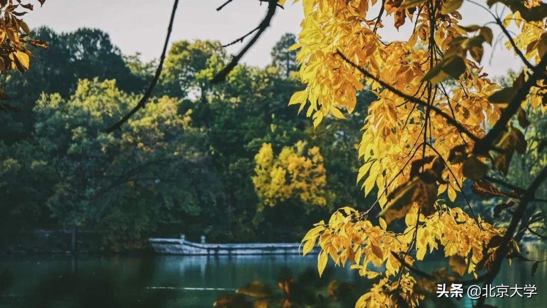 独家限定！北大赏秋地图来了