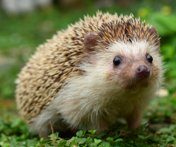 白仙刺猬有什么法力(刺猬成仙属于什么仙)-图1