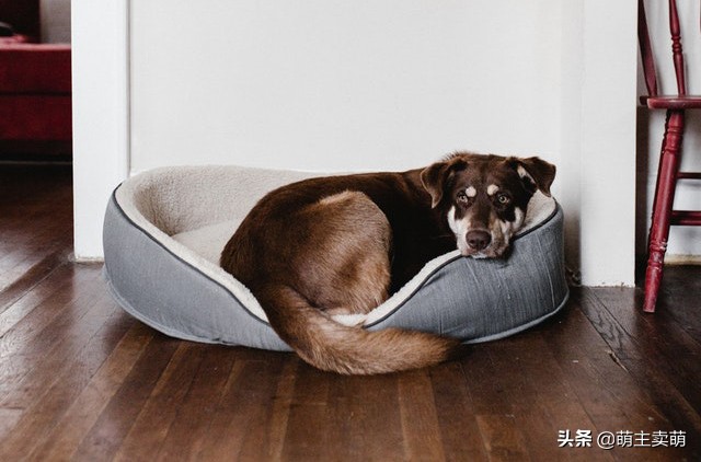 狗狗产后缺钙急救办法有哪些 狗狗产后缺钙的表现症状是怎样的