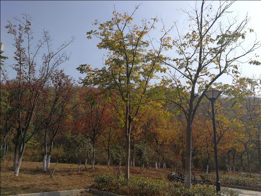 这里不仅有大树、高楼，更有大师——带你参观南京大学仙林校区