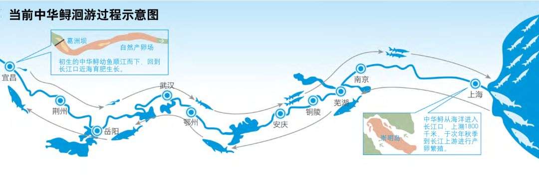 三峡水库蓄水18年，已成鱼儿天堂，水库中的鱼最大有多大？
