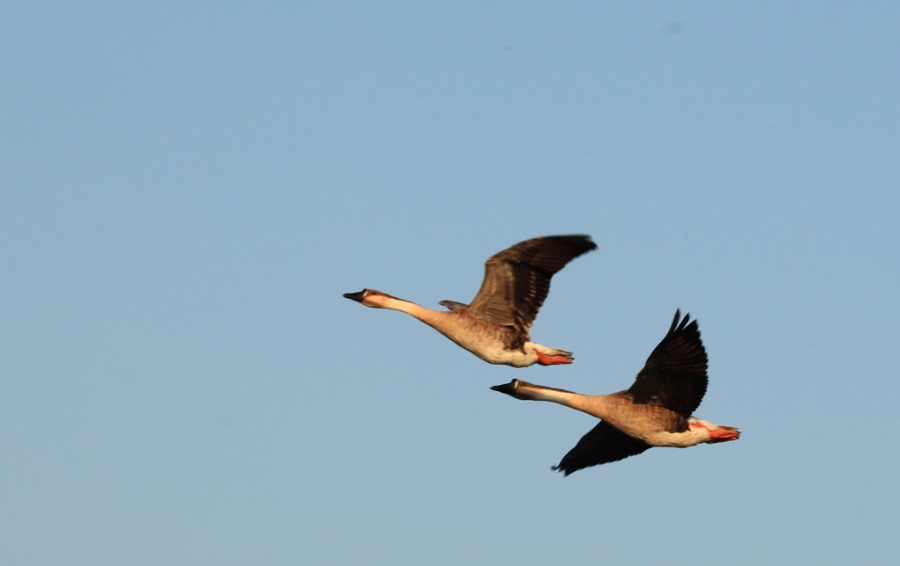 双飞的大雁图意思什么大雁各自飞