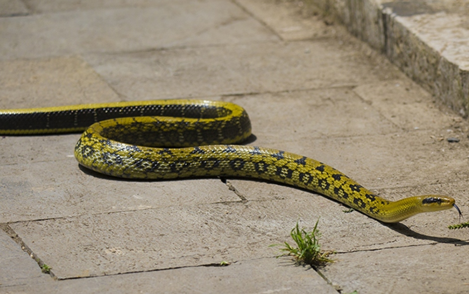 蛇最怕什么?这就来解释原因