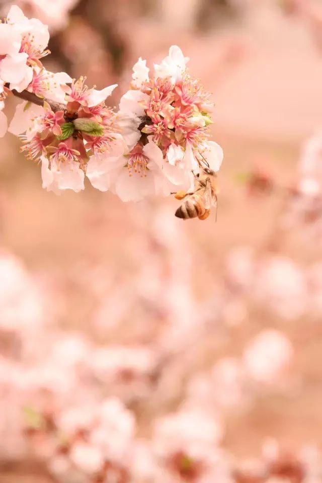 神奇动物在哪里？这些大工校园里的神奇动物你们见过哪些呢？