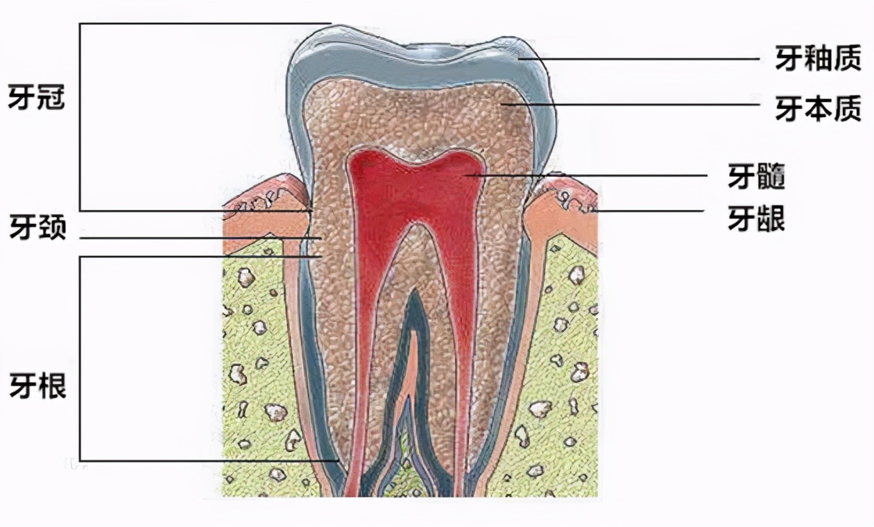 牙齿与牙床结构图图片