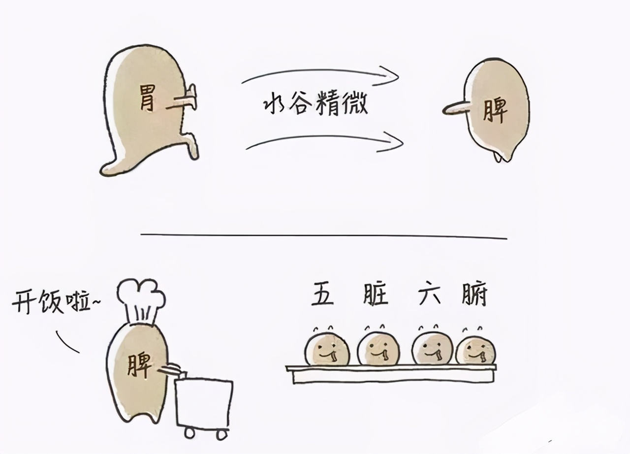 餐后饱胀，消化不良？可能脾胃有“湿热”，中医祛湿方，帮你搞定
