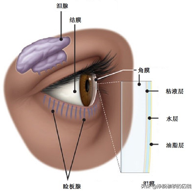 人为什么会打哈欠？打哈欠时为什么会流泪？哈欠真的传染吗？