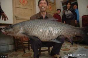 三花五罗十八子七十二杂鱼都有啥（上）