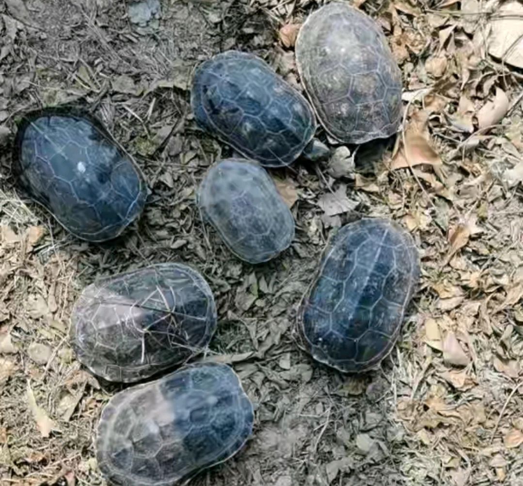 浙江老乡穿越树林钓鱼,捡到好几只乌龟