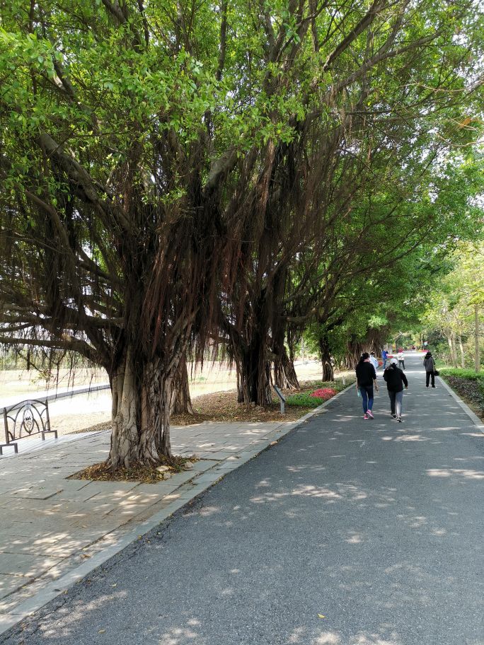 浓烈芬芳  春风十里赏花路  徜徉在广州海珠湿地的花海之中
