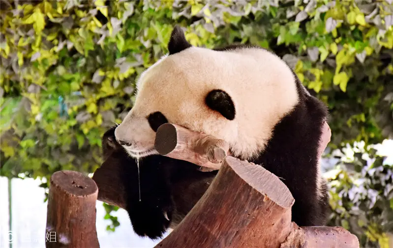 长隆欢乐世界旅游攻略景点必去（三天三夜欢乐长隆之旅）