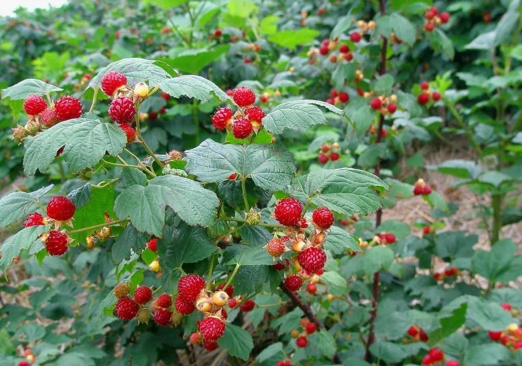 盘点36种野果大全,你能认出几种?