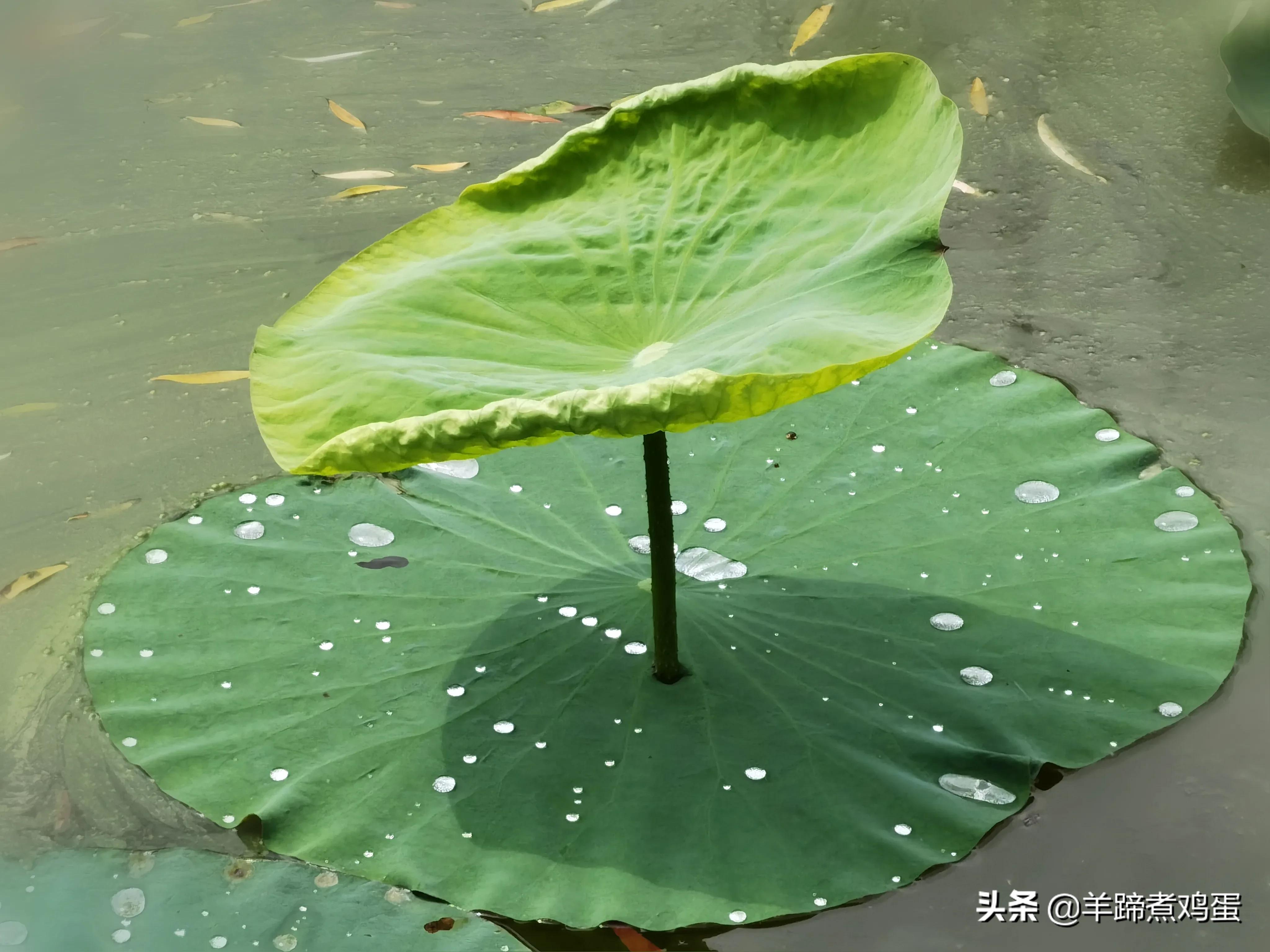 淫雨唤云行日隐耀霞红--雨后北京云空的美丽身影留下霞浓