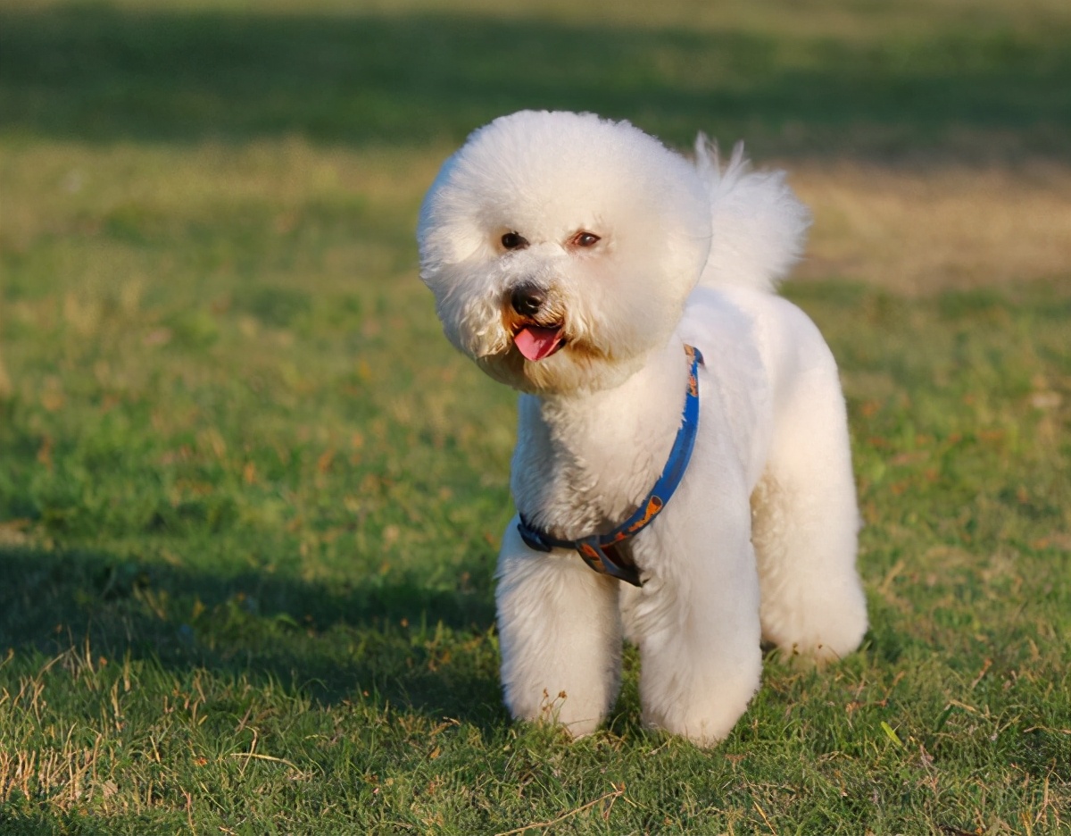 比熊犬怎麼訓練(比熊犬認主的特徵)