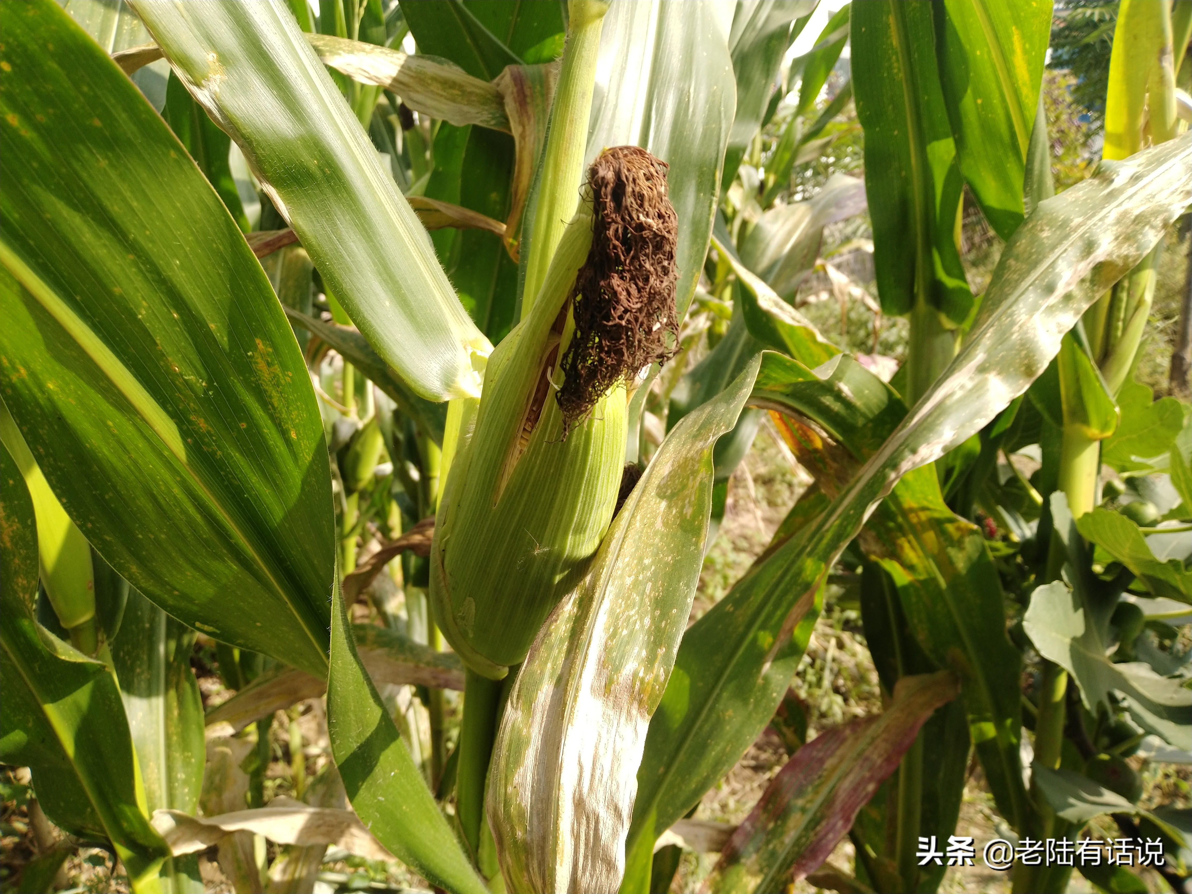 我的城市小菜园，我的田园之梦，金秋收获绿色食品