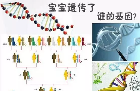 夫妻谁的基因决定了孩子智商和相貌？太准了