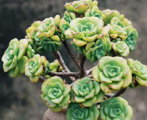 多肉植物老桩系列 百合莉莉 应该换个大点的花盆了_晶羽科技