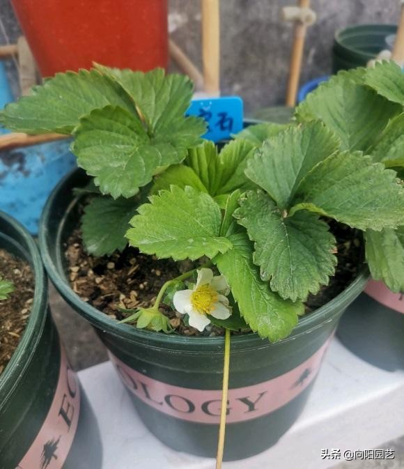 40一斤的草莓，自己也能种，种在花盆里，60天结出大果子