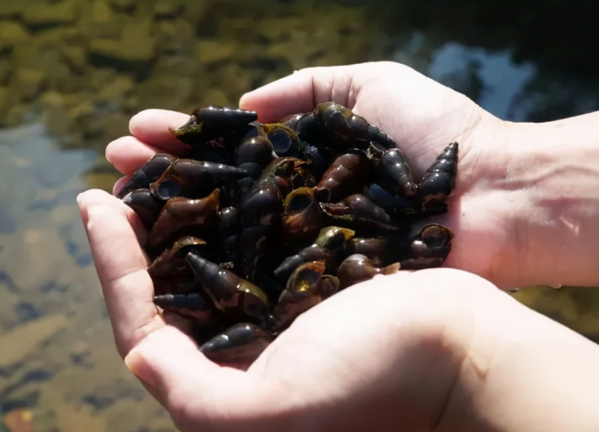 山坑螺:对水质要求高,儿时一晚捡几十斤,如今深山才有38元1斤