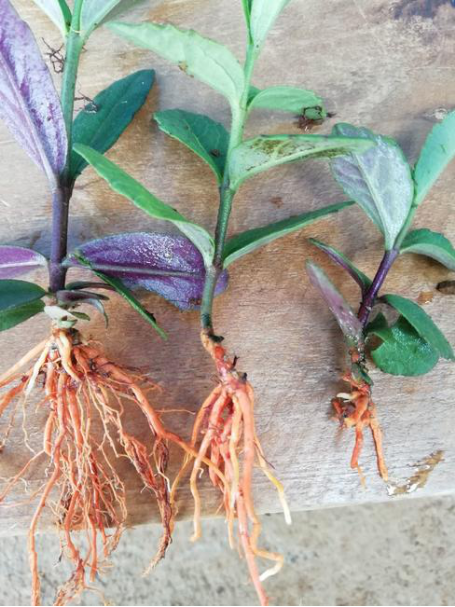 野生红根草图片(红根野蚕豆) - 赤虎壹号