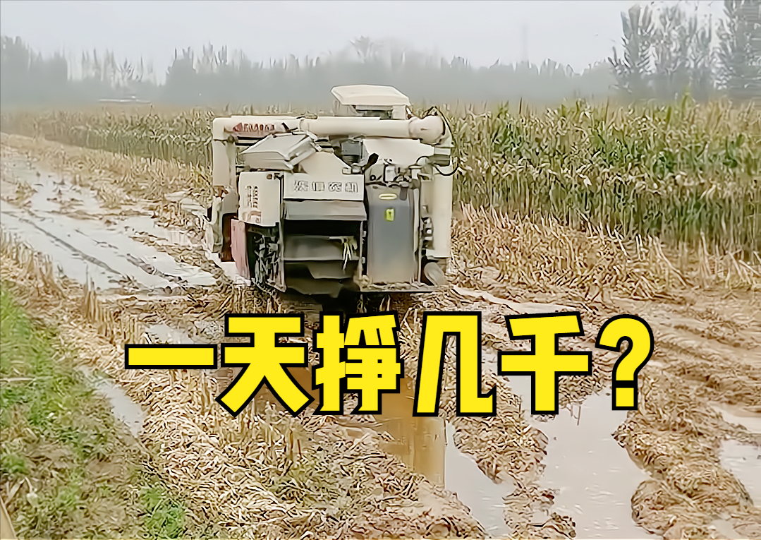 履帶玉米收割機(jī)“爆火”，一天掙幾千，但也有缺點(diǎn)，不要盲目購(gòu)買