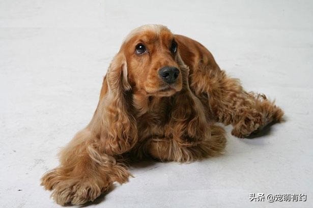 英国可卡犬和美国可卡犬区别