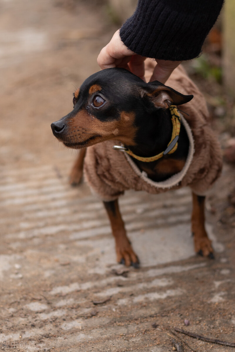 如何训练小鹿犬（小鹿犬的优缺点与训练方法）