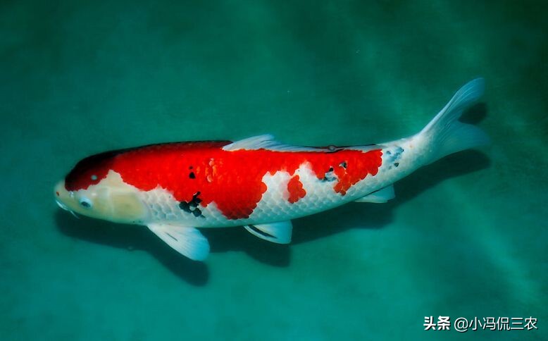 新手饲养锦鲤技巧：提高锦鲤存活率，减少锦鲤疾病发生