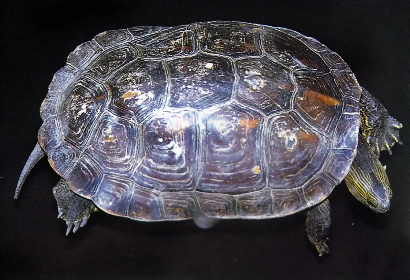 乌龟的种类图片及名称（乌龟的品种图片）