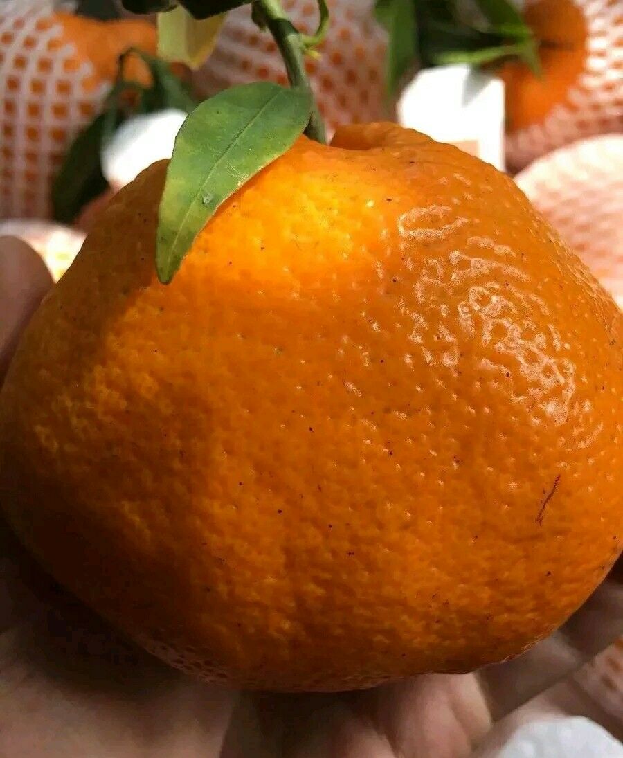 耙耙柑热量高吗,减肥期间能吃吗(耙耙柑热量大吗)