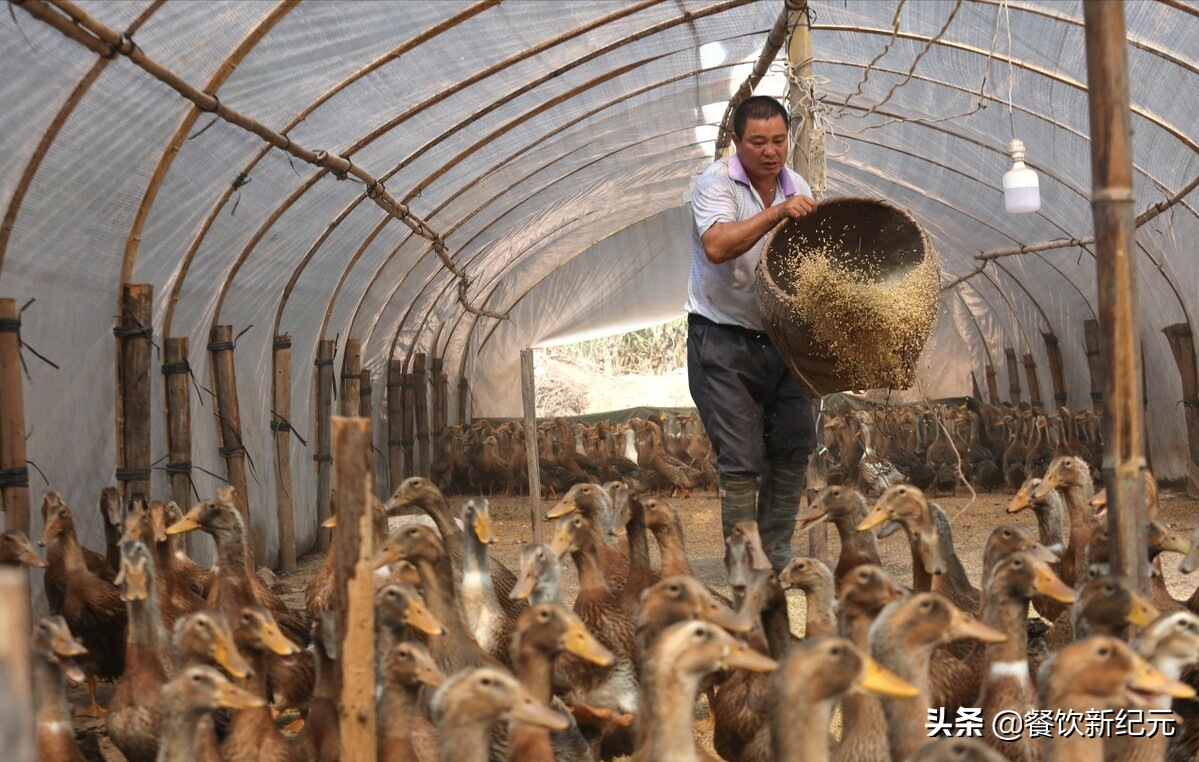 周新亮透露,这种冷冻的白条鸭属于大型养殖厂生产出来的,从出生到长大