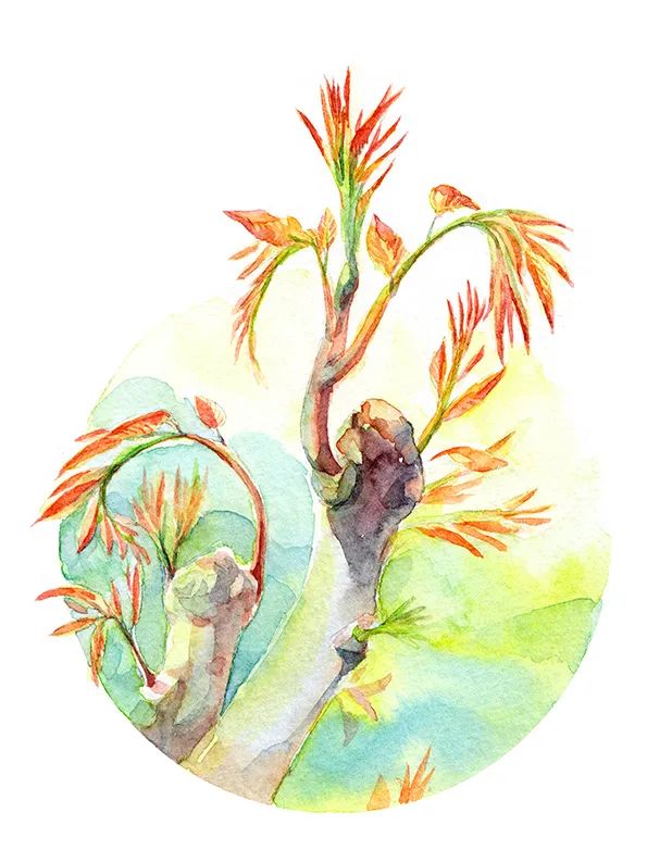 谷雨前后,正是香椿最为醇香爽口的时节,故有"雨前香椿嫩如丝"之说.