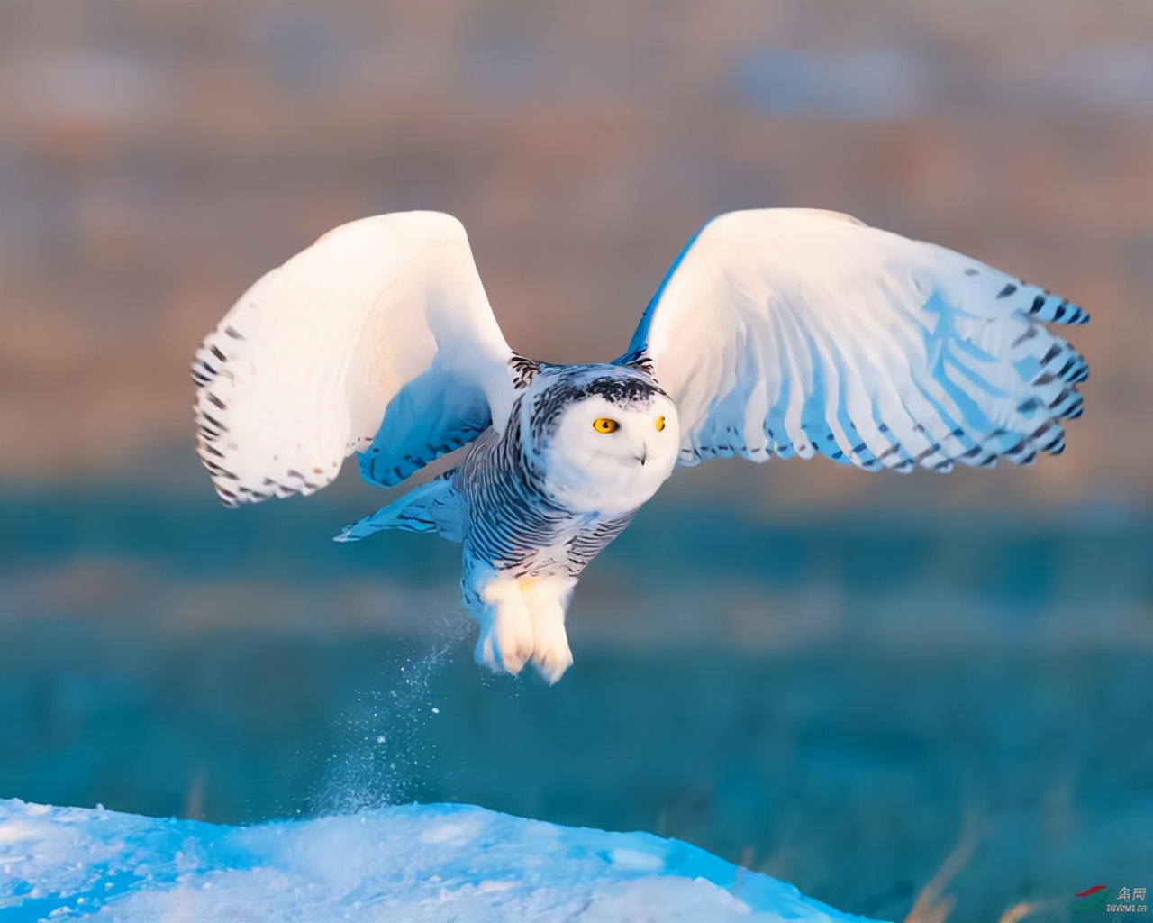 盘点大自然界中的那些黑色与白色的"神奇动物"