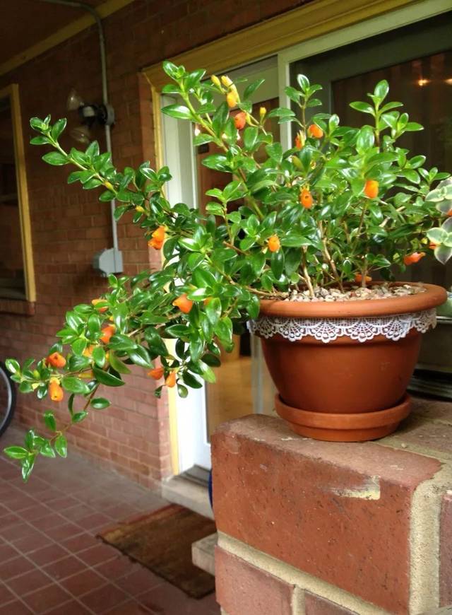 紫罗兰有毒吗（100种室内盆栽花草图鉴）