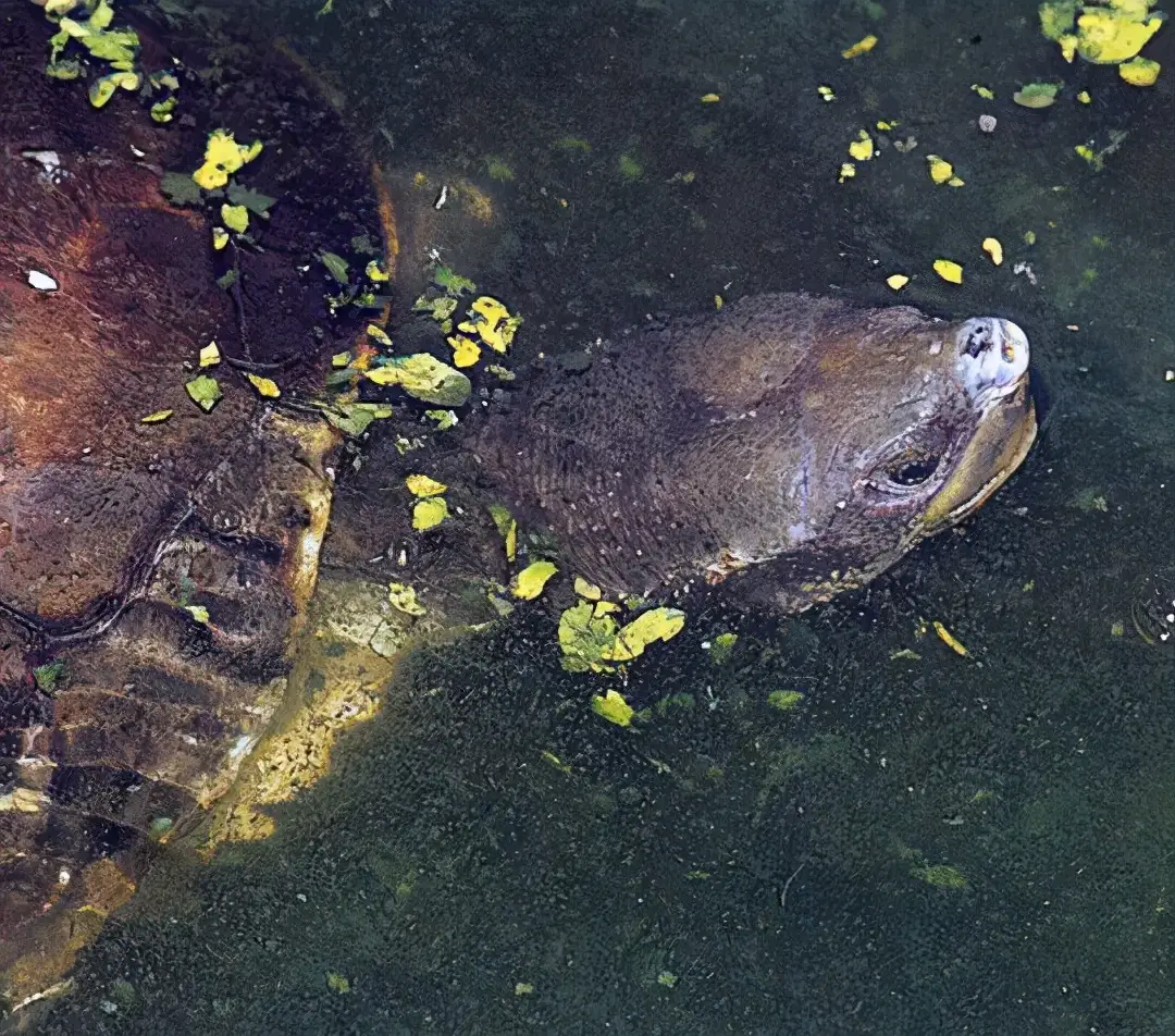 乌龟的种类图片及名称（乌龟的品种图片）