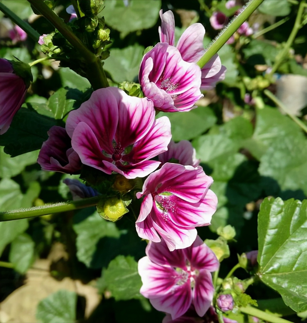 葵菜图片(天冷了) - 赤虎壹号