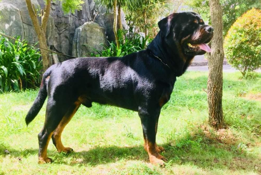 罗威纳犬价格多少钱一只原来罗威纳这么