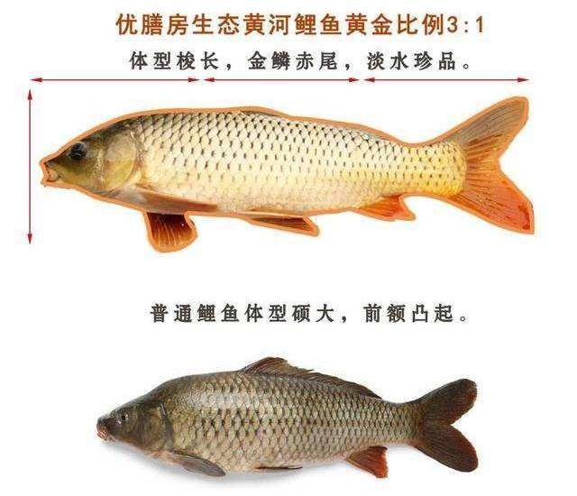 黄河泥沙多又浑浊，但为何野生大鲤鱼却特别好吃？一条能卖上千元