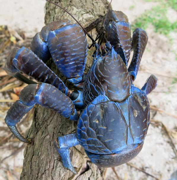 仗着是保护动物,澳洲椰子蟹有多横行霸道?
