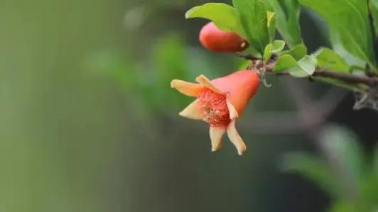 石榴花开｜一番微雨谁教扫，几滴星红映碧苔