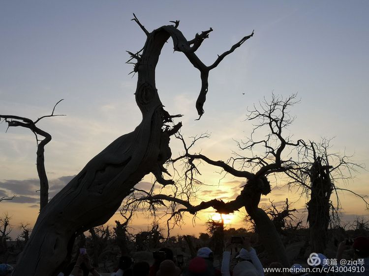2019西北行｜胡杨：生而千年不死，死而千年不倒，倒而千年不朽
