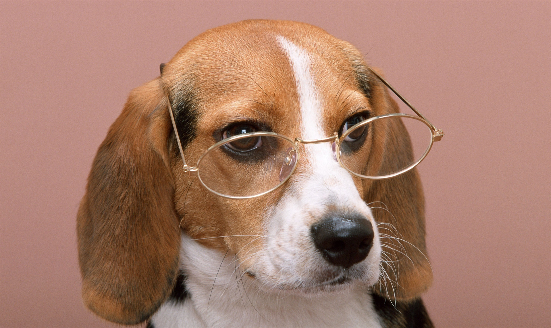 养狗多年的你，却不知道这些关于狗狗的“知识”？