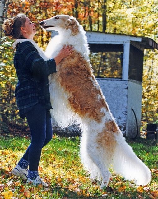 俄罗斯猎狼犬什么样（天生的贵族是美貌与力量的结合）
