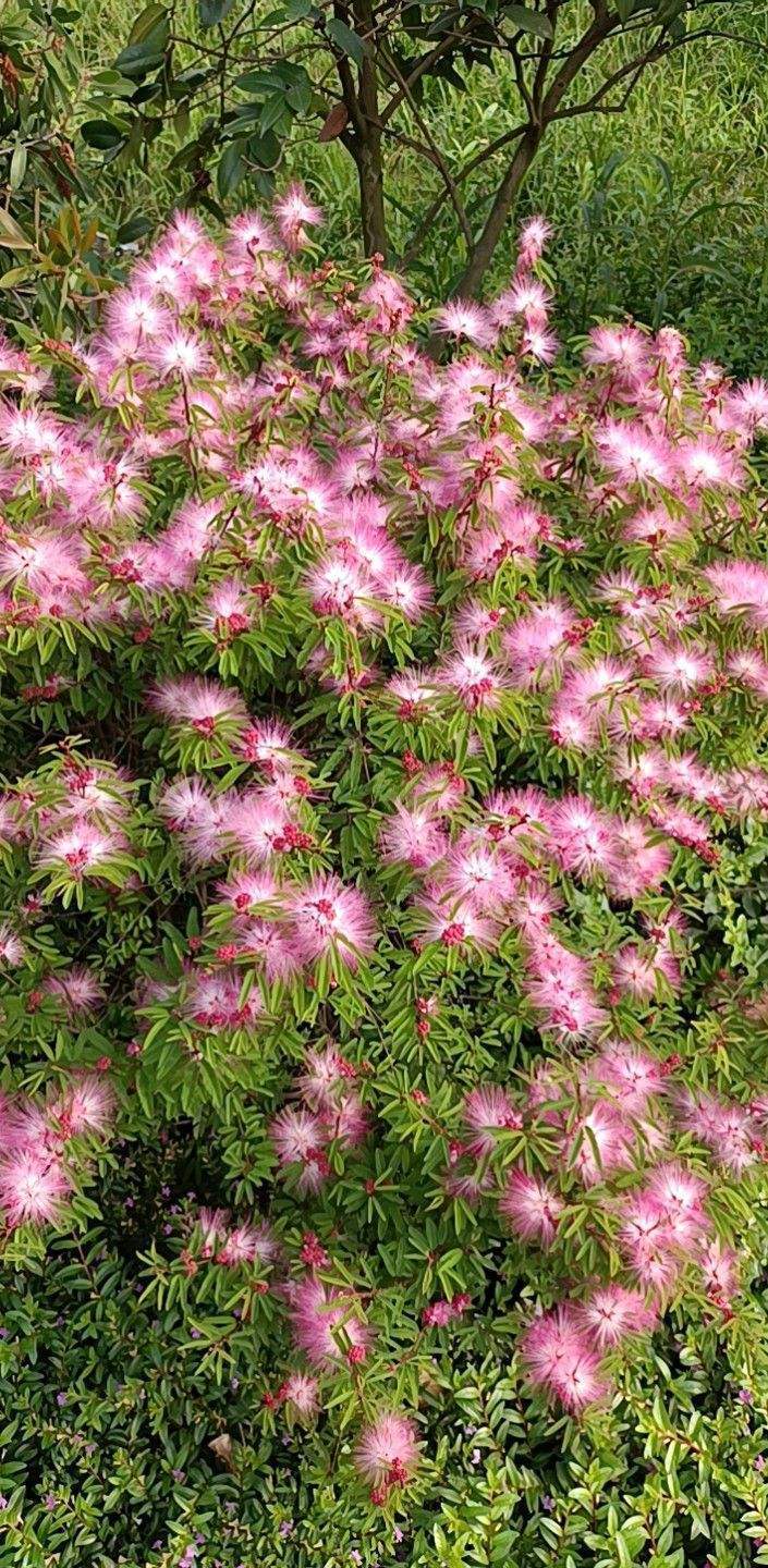 花卉植物有哪些（盘点100种常见花图鉴）