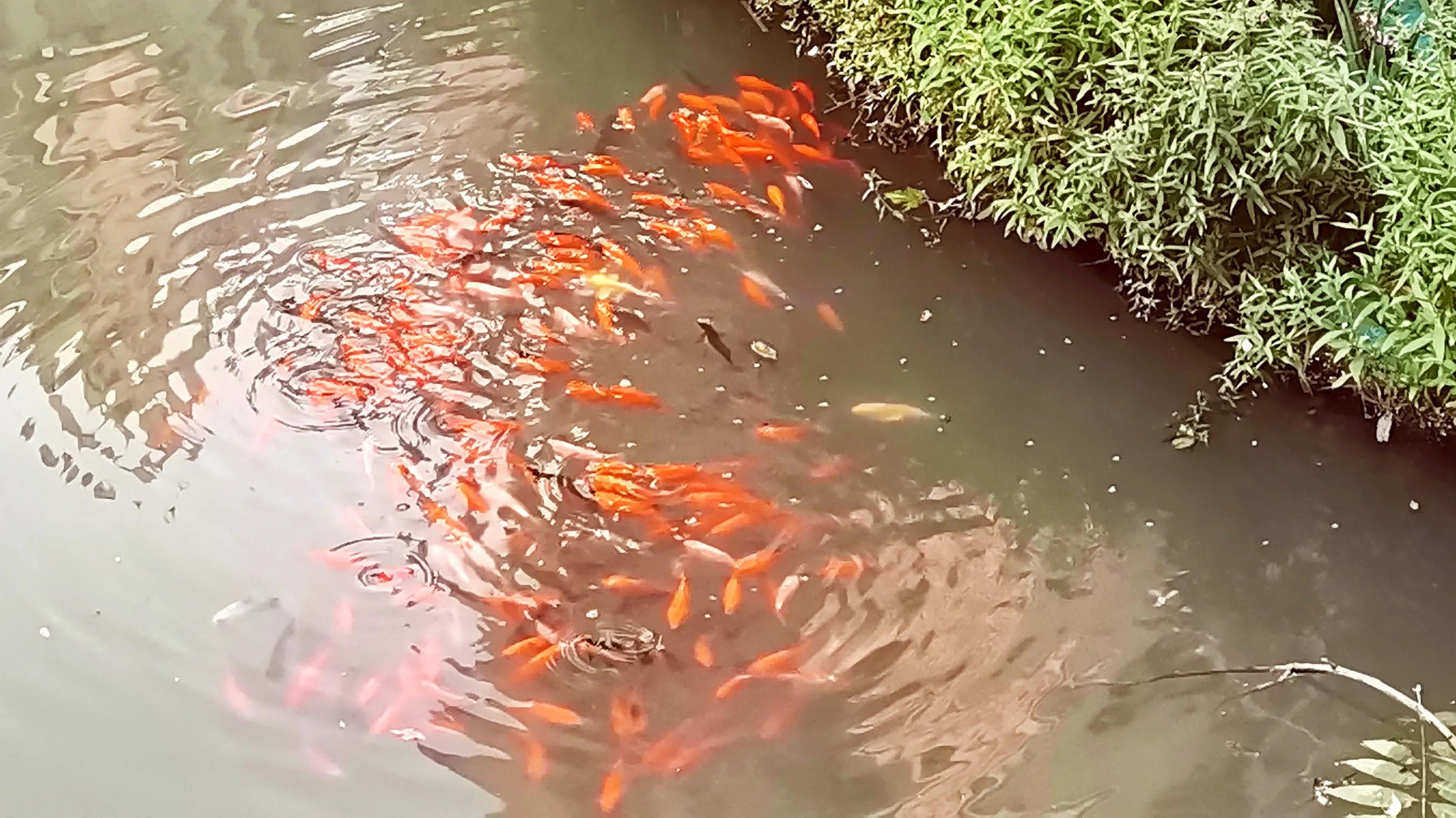 岁月浅浅，锦鲤悠悠，秋光滟滟