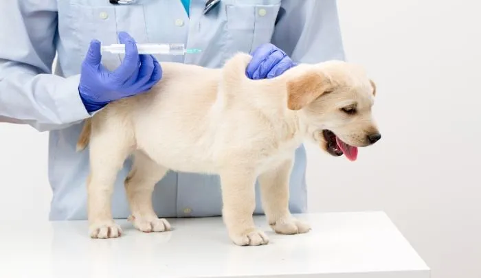 给狗狗免疫有多重要?让宠物医生带你了解传染病-“犬瘟热”