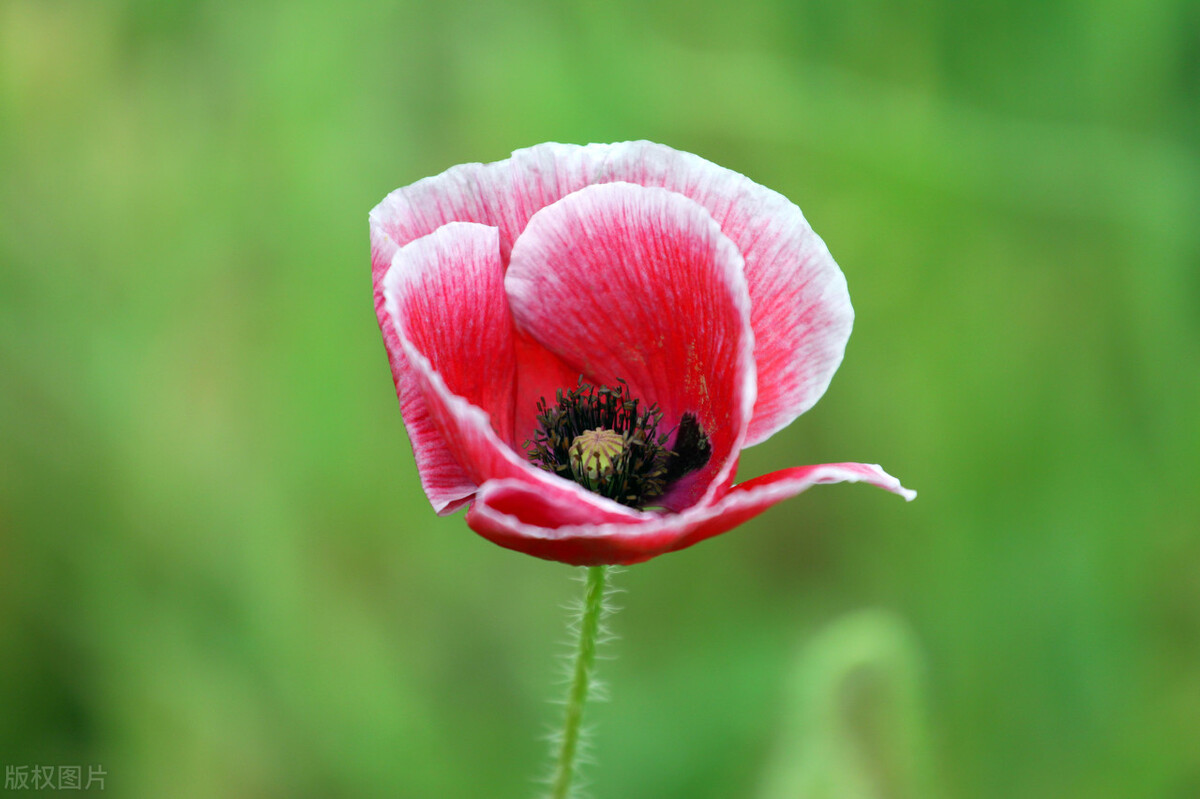 十大最令人惊艳的词牌名有哪些？