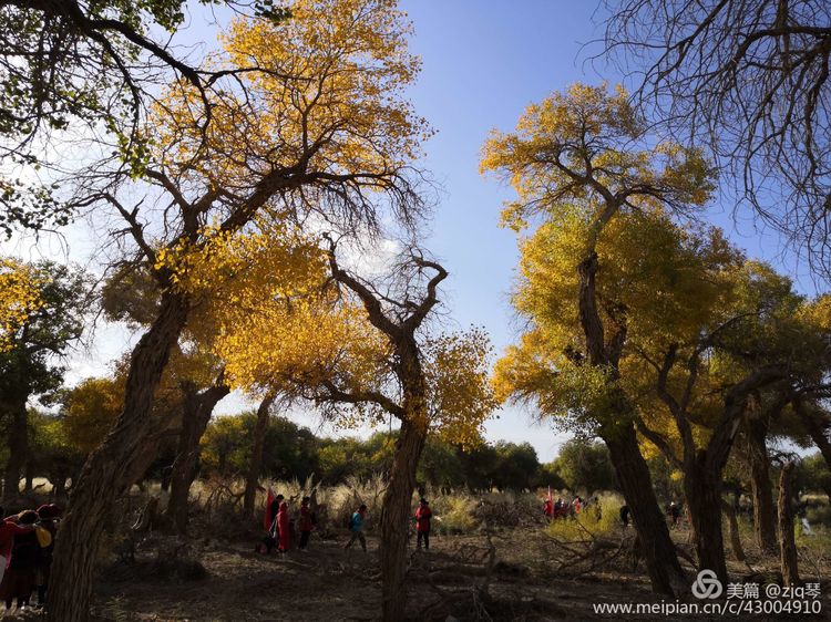 2019西北行｜胡杨：生而千年不死，死而千年不倒，倒而千年不朽