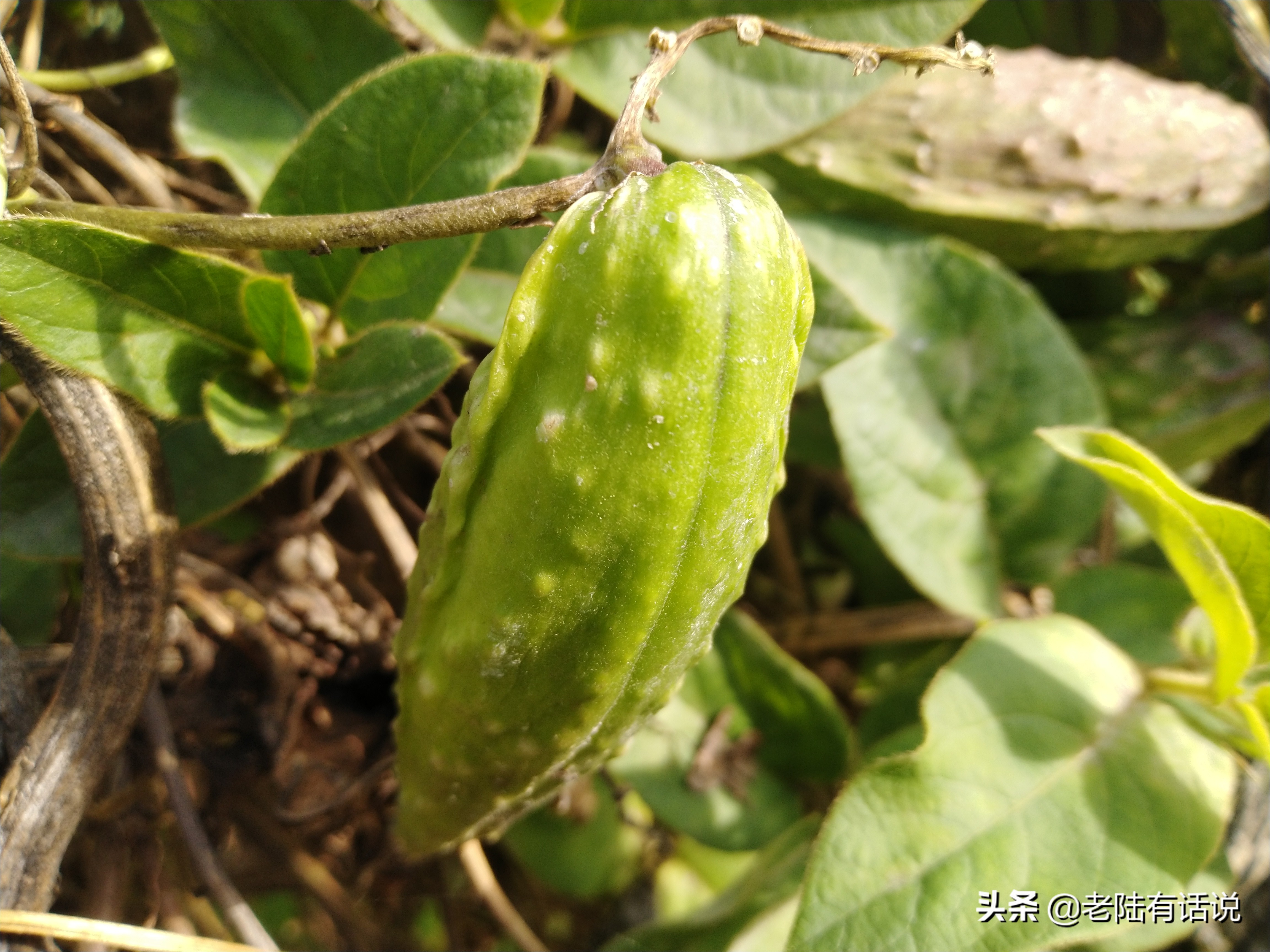 我的城市小菜园，我的田园之梦，金秋收获绿色食品