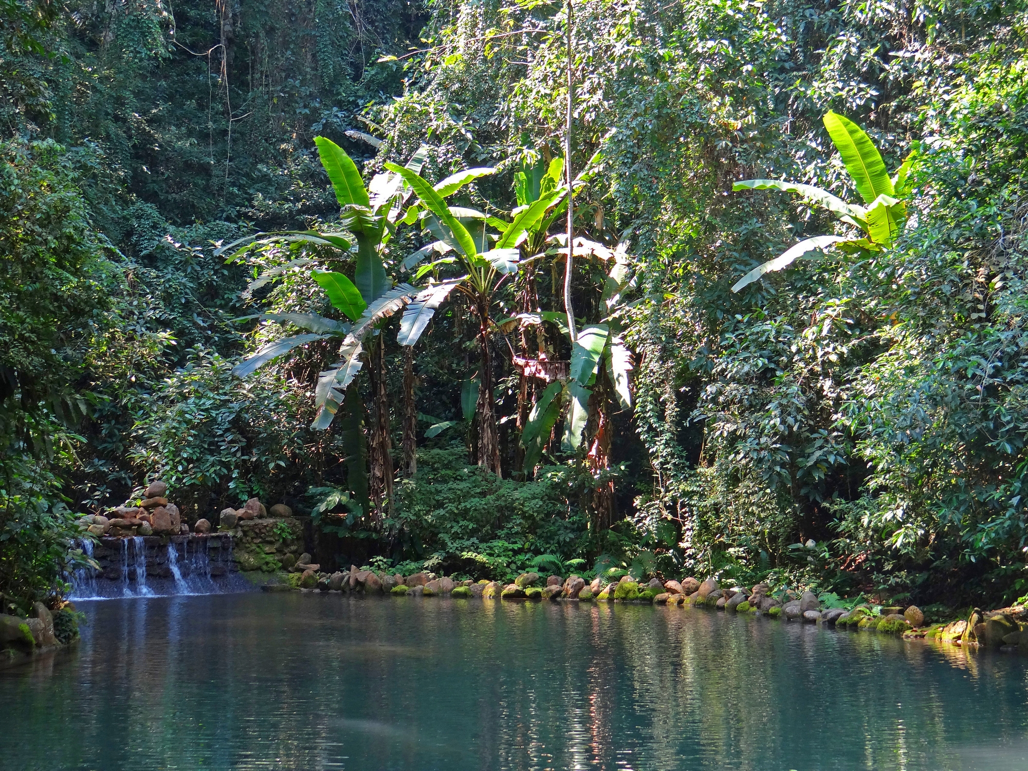 热带雨林望天树景区图片
